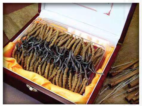 竹根滩镇冬虫夏草回收